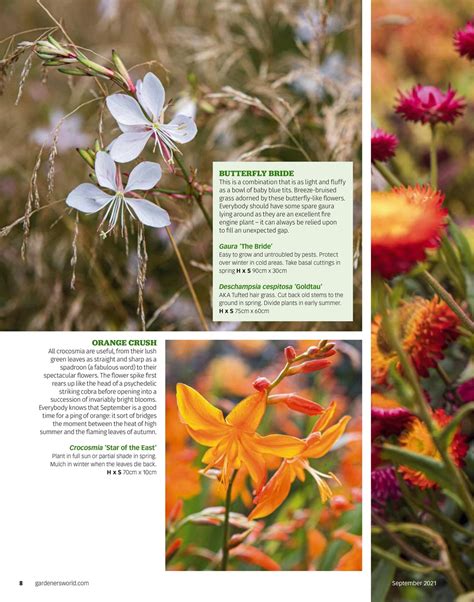 Bbc Gardeners World Magazine September 2021 Subscriptions Pocketmags