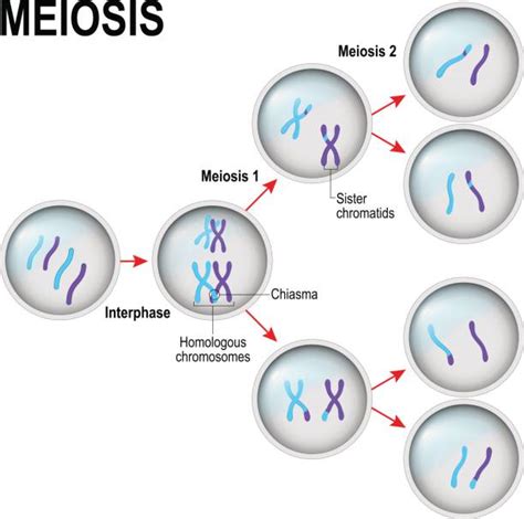 Esquema De La Meiosis ¡fotos And Guía 2021