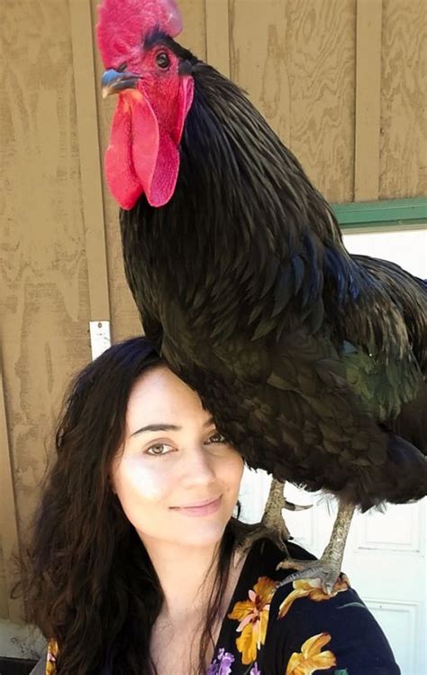 Chicken Hugs Rooster Year Rooster Look At Me Hairy Parrot Chicken Hugs Aesthetic Dream