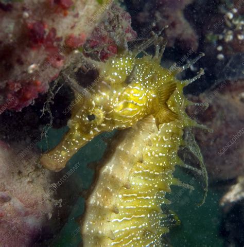 Seahorse Stock Image Z6051631 Science Photo Library