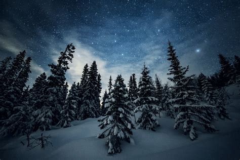 Winter Forest Under Starry Night Sky Image Id 328211 Image Abyss