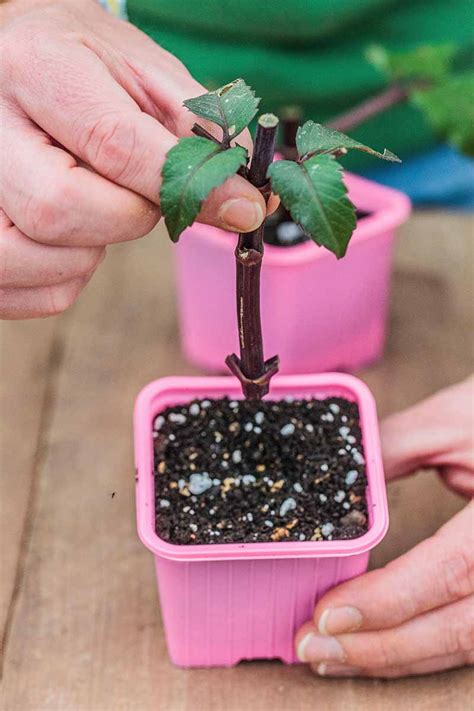 How To Propagate Dahlia Stem And Tuber Cuttings Gardeners Path