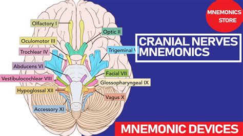 Cranial Nerves Sensory Or Motor Mnemonic Motorcyclepict Co My Xxx Hot