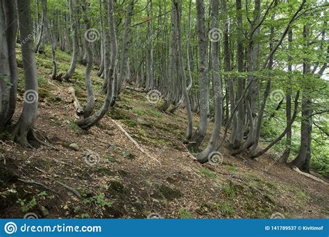 Beech Forest On The Slopes Of The Carpathian Mountains Stock Image