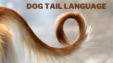 Understanding Dog Tail Language In 2023
