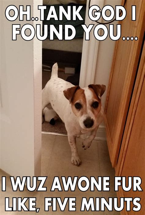 Funny Jack Russell Pictures With Captions