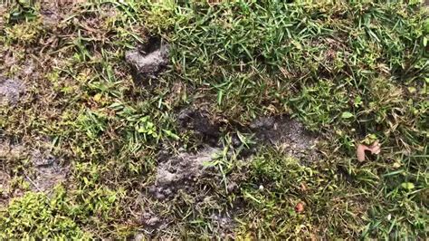 Raccoons Digging In Yard And Soft Spots Youtube