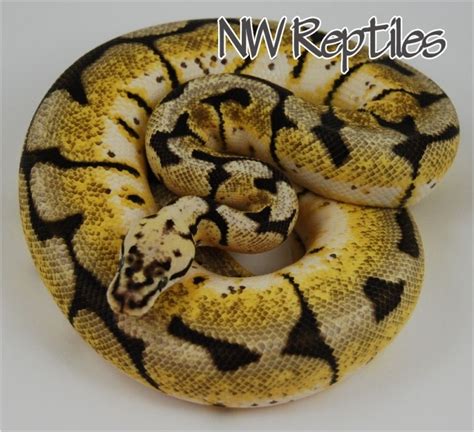 Northwest Reptiles Ball Python Breeder
