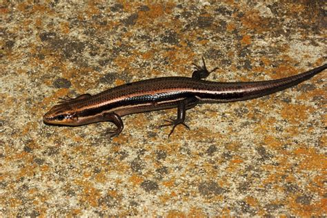 Five Lined Skink Emuseum Of Natural History