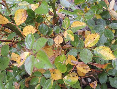 Reasons For Rose Leaves Turning Yellow Rose Leaves Rose Bush And Leaves