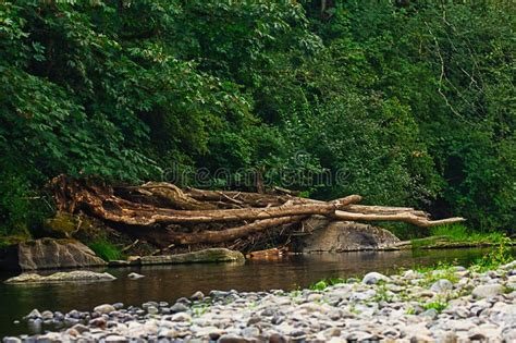 Fallen Tree Branches Along Calm River Edge In Summer Stock Photo