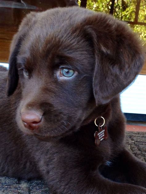 A Brown Puppy With Blue Eyes Laying On The Ground