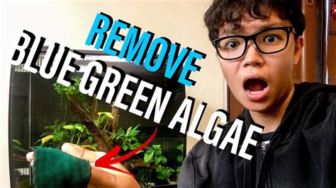How to clean decks and how to remove green algae from decks using sodium percarbonate wet weather can really take it's toll on your wooden deck. How to Remove Blue Green Algae (Cyanobacteria) From ...