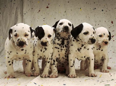 50 Very Cute Dalmatian Puppy Pictures And Photos