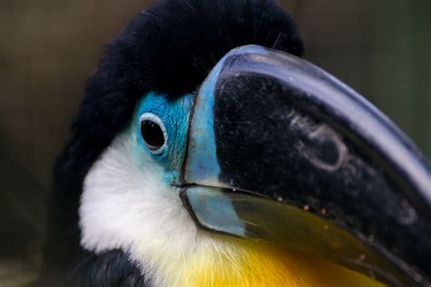 The channel billed toucan's large bill helps to regulate body temperature. Dottertukan / Channel-billed toucan | Maxpack81 | Flickr