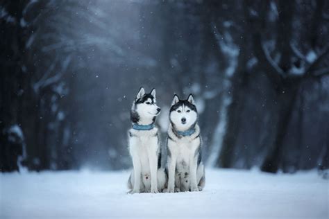 Neutering also helps cut down on the number of unwanted dogs that are euthanized annually. 7 Ways to Keep Your Dog Calm in a Storm | HealthyPets Blog
