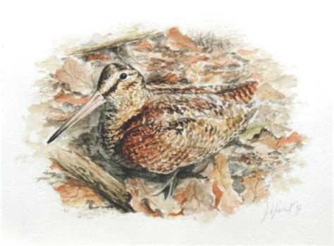 La bécasse was a gourmet restaurant located in ludlow, shropshire, england. aquarelle chasse nature