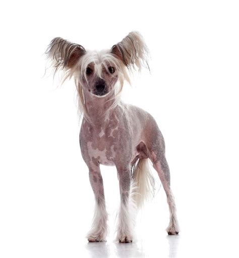 Chinese crested information including personality, history, grooming, pictures, videos, and the akc breed standard. 25 Most Expensive Dog Breeds