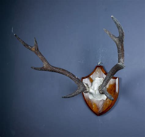 Japanese Sika Deer Skull Cap And Antlers On Shield Ans314 Antlers