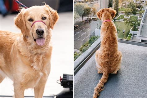 Watch How Dog Reacts To Neighbors Golden Retriever When They Met Vs Now