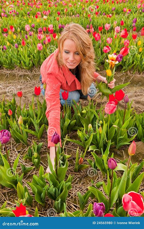 La Cueillette Blonde Hollandaise De Fille Fleurit Dans Le Domaine De Tulipes Photo Stock Image