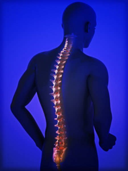 Female Spine Anatomy Posterior View — Stock Photo © Cliparea 23208990