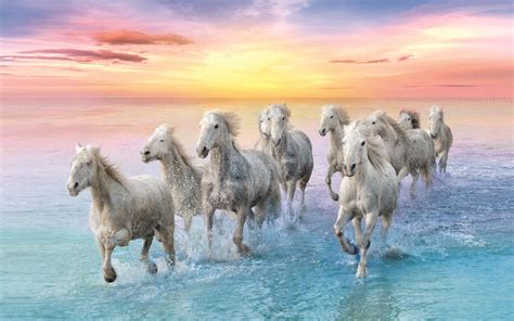 White Horse In Galop Sunset Sandy Beach Ocean Water Waves