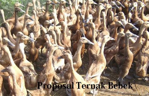 Cara Membuat Proposal Bantuan Dana Ternak Bebek ...