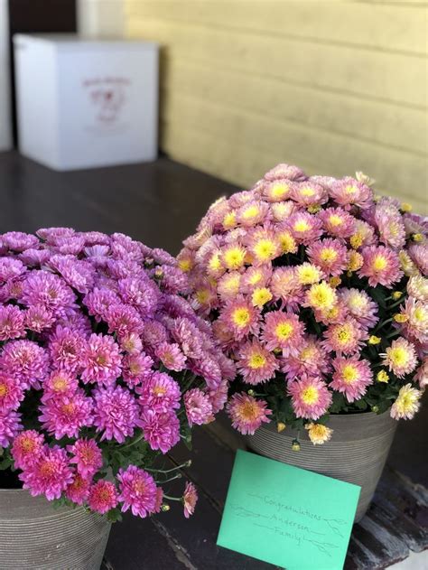 Fall Color Mums Potted Mums Fall Mums Fall Flowers