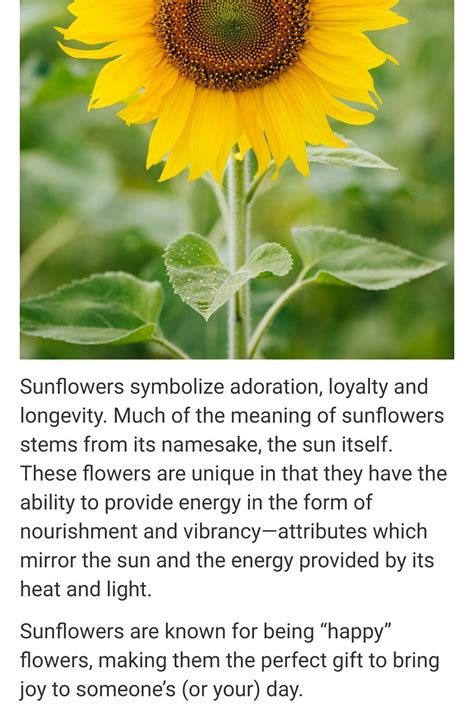 Sunflower Meaning Symbolism