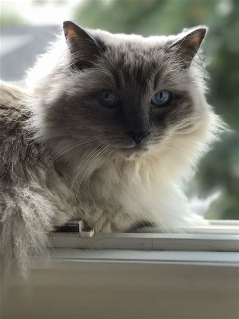 Toasted Marshmallow | Cats, Toasted marshmallow, Animals