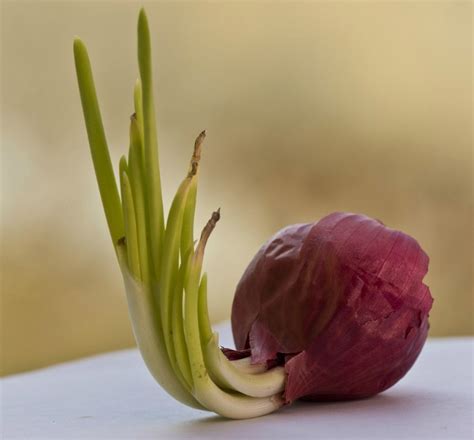 If you're an onion service administrator, you must upgrade to v3 onion services as soon as possible. Growing Onion Bottoms - Fun Recycling Garden Project