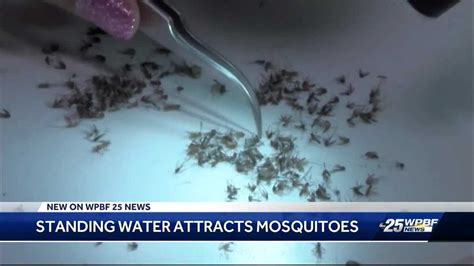 Standing Water Attracting Mosquitoes