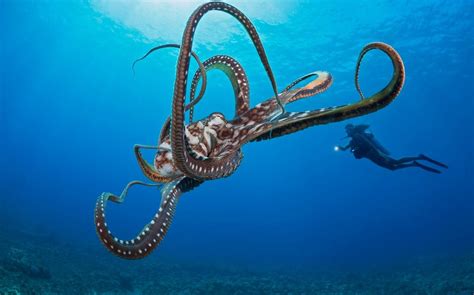 Octopuses High On Ecstasy Get Touchy Feely Like Humans Scientists Discover