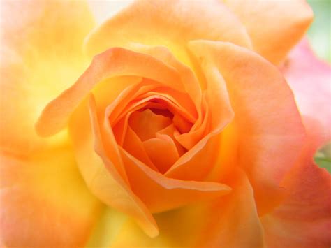 Sunrise Opens A Fiery Mini Rose Photograph By Mary Sedivy