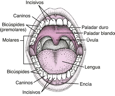 Biología De La Boca Trastornos Bucales Y Dentales Manual Boca