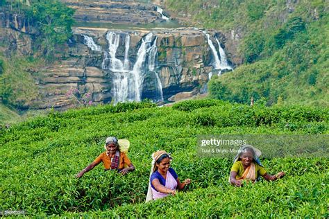 Sri Lanka Nuwara Eliya Tea Plantation High Res Stock Photo Getty Images