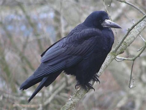 Rook Bird Facts Corvus Frugilegus Birdfact