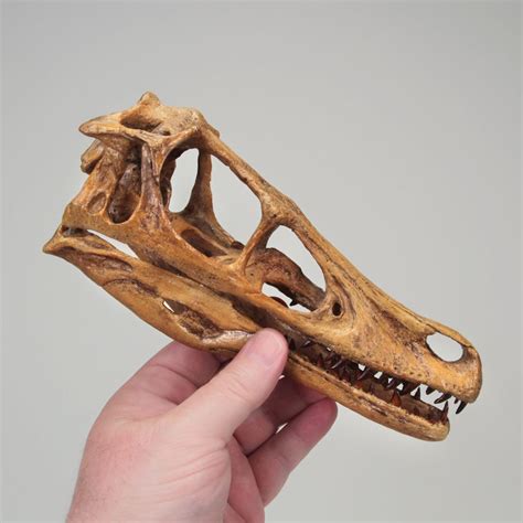 Velociraptor Mongoliensis Skull Polyurethane Resin Life Size 8 14