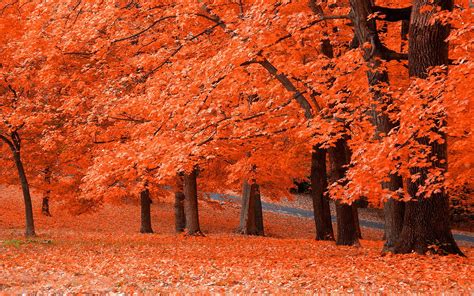 Autumn Colors Wallpapers Top Free Autumn Colors Backgrounds