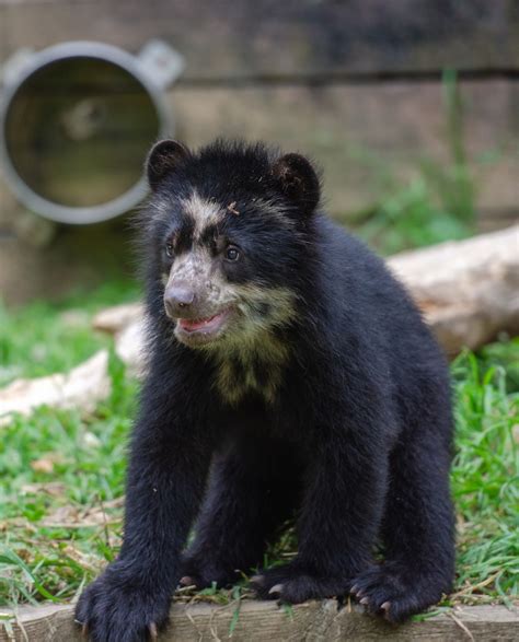 Bear Pictures Andean Bear Cub Standing On All Fours