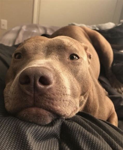 Just Another Way To Prove That Pit Bulls Are Just Sweet Big Babies