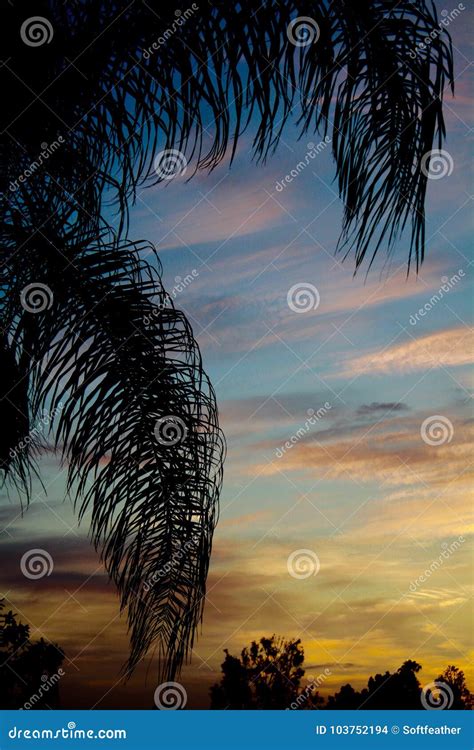 Southern California Palm Tree Fronds Silhouetted Against Dramatic