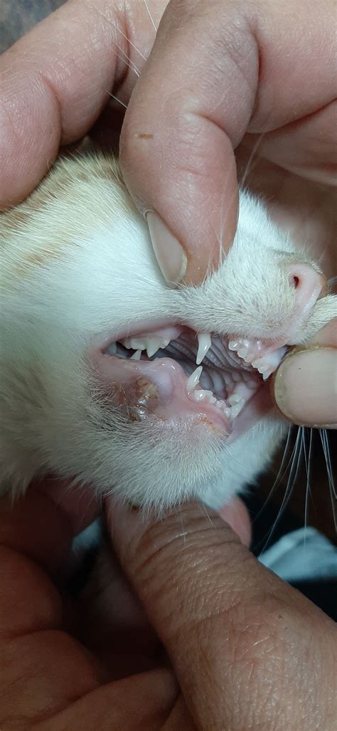 Gum Problems On My Cat Thecatsite