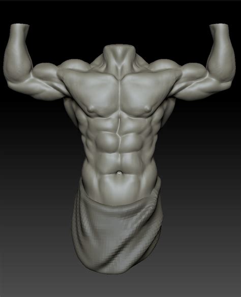 Torso Muscle Anatomy For Artists Muscle Diagram Torso Muscle