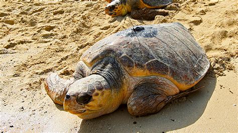 Endangered Hawksbill Turtles Nesting On Dubai Shores Environment