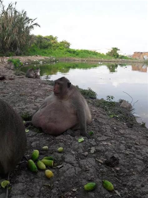 Chunky Monkey Obese Macaque Uncle Fatty Balloons To Twice Normal