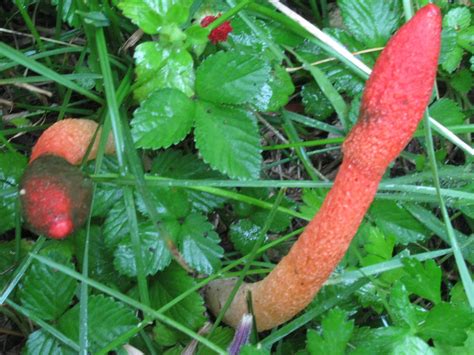 Wierd Red And White Mushroom Mushroom Hunting And