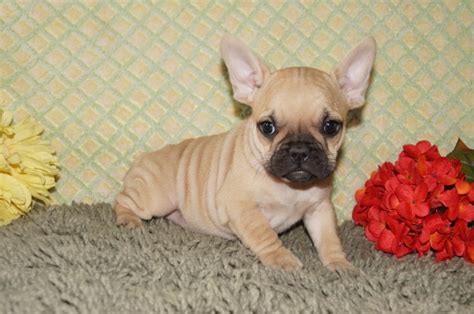 Many professional french bulldog breeders state that there is no such thing as micro, mini, or teacup french bulldogs. French Bulldog Breeder & Puppies for Sale in Chicago ...