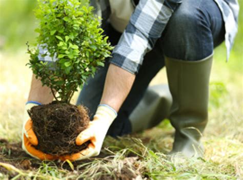 Planting